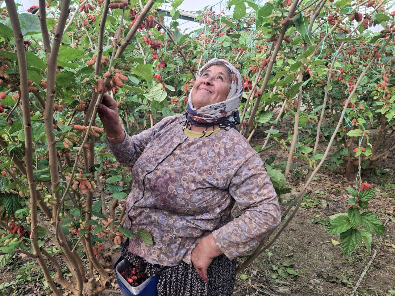 Hasat başladı, çoğunu Arap ülkeleri yiyecek 4